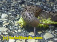 /home//u458753944/public_html/sourcegallery//Roxborough Toad Detour/2013-2019/2013/2013-05-08/P1120378.JPG